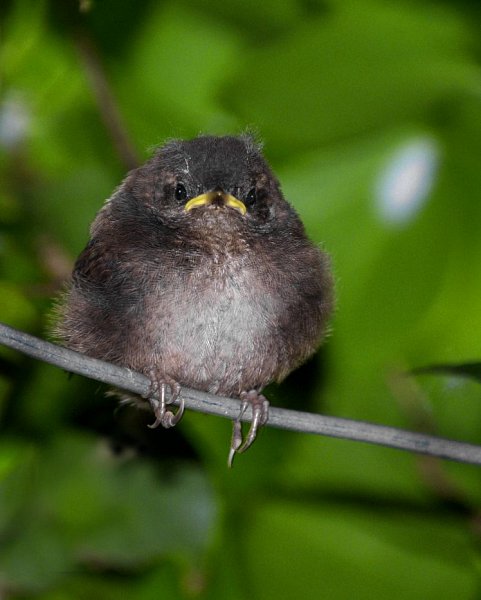 What should I do if I find a baby bird on the ground?